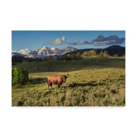 Galloimages Online 'Bison In Yellowstone' Canvas Art,30x47